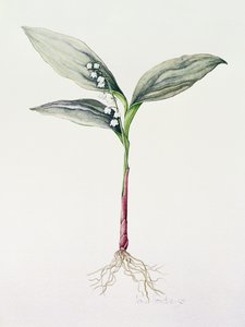 Vadideki Zambak, 1995 (wc) by Iona Hordern
