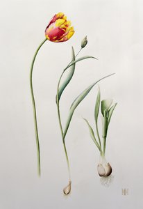 Papağan Lale, 1995 (wc) by Iona Hordern