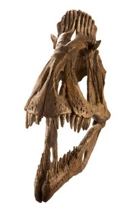Cryolophosaurus Augustana College, Rock Island, Illinois