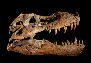 Tyrannosaurus Rex
