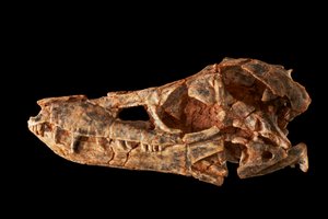 Junggarsuchus sloani, Orta Jura döneminden bir sfenosukiyen. by Ira Block