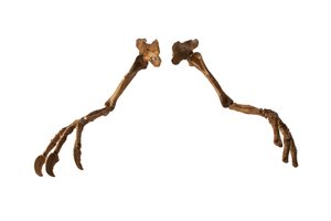 Dev kolları ve pençeleriyle Moğol dinozoru Deinocheirus. by Ira Block