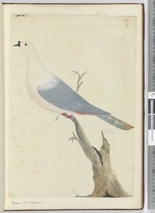 F.11 Güvercin. Yeni Kaledonya, 1772-75 (wc) by Isaac Smith