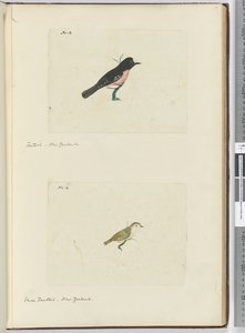 F.13 Fantail. Yeni Zelanda F.14 Küçük kuyruk. Yeni Zelanda, 1772-75 (wc) by Isaac Smith