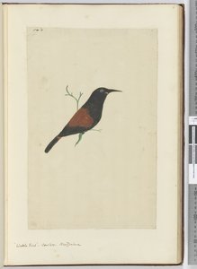 F.18 Wattle kuşu. guguk kuşu Yeni Zelanda, 1772-75 (wc)
