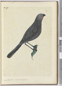 F.19 Büyük su kuşu, guguk kuşu. Yeni Zelanda, 1772-75 (wc)