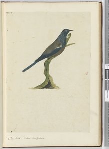 F.20 Poya kuşu, guguk kuşu. Yeni Zelanda, 1772-75 (wc)