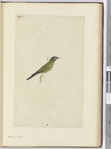 F.22 Alaycı kuş, 1772-75 (wc) by Isaac Smith