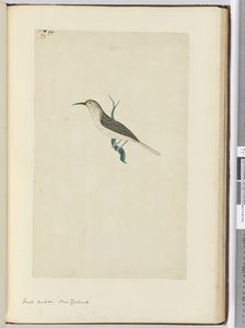 F.23 Küçük guguk kuşu. Yeni Zelanda, 1772-75 (wc)