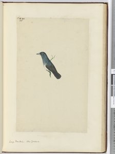 F.25 Büyük kuyruk. Yeni Zelanda, 1772-75 (wc) by Isaac Smith