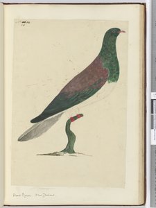 F.26 Tahta güvercini. Yeni Zelanda, 1772-75 (wc)