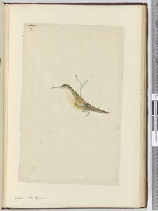 F.28 Guguk kuşu. Yeni Zelanda, 1772-75 (wc) by Isaac Smith