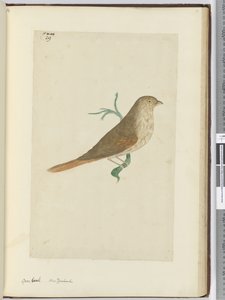 F.29 Brüt gaga. Yeni Zelanda, 1772-75 (wc) by Isaac Smith