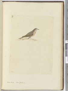F.31 Kum toygarı. Yeni Zelanda, 1772-75 (wc) by Isaac Smith