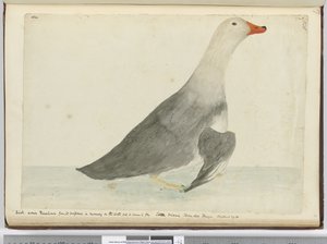 F.35 Ördek, su üzerinde koşarkenki çevikliğinden dolayı Yarış Atı