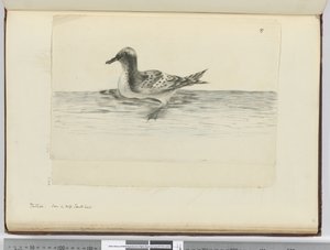 F.37a Pintado. Yüksek güney enleminde görüldü, 1772-75 (wc) by Isaac Smith