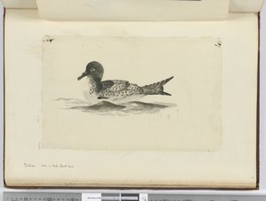F.37b Pintado. Yüksek güney enleminde görüldü, 1772-75 (wc) by Isaac Smith