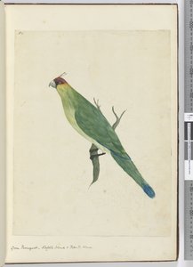F.3 Yeşil papağan. Norfolk Adası ve Dost Adalar, 1772-75 (wc)