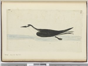 F.44 Baş. Denizde görülen yüksek S. lat., 1772-75 (wc) by Isaac Smith