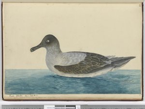 F.49 Enlemde görülen küçük albatros. 65 S., 1772-75 (wc) by Isaac Smith