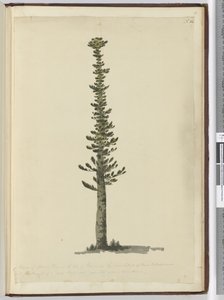 F.54 Yeni Kaledonya