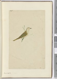 F.5 Küçük guguk kuşu. Yeni Zelanda, 1772-75 (wc) by Isaac Smith