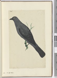 F.6 Karga. Yeni Kaledonya, 1772-75 (wc) by Isaac Smith