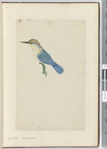 F.9 Kral balıkçı. Yeni Zelanda, 1772-75 (wc) by Isaac Smith