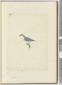 f.17 Tanımlanamayan Yeni Zelanda kuşu, 1772-75 (wc) by Isaac Smith
