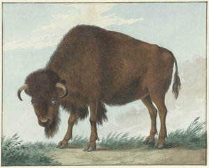 Bizon by Isaac van Haastert