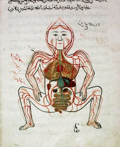 Arap tıbbı: “” kan dolaşımı ve sindirim sistemi”” Mansur (Mansur) ibn İlyas (yaklaşık 1390) tarafından “” Tashrih bi al-Taswir” (Vücudun Anatomisi) adlı anatomi el yazmasının minyatürü 17. yüzyıl İstanbul, üniversite kütüphanesi