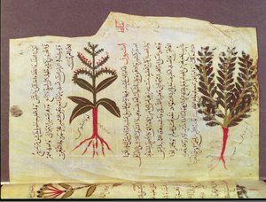 Ms. Arabe 4947 fol.84, Dioscoride