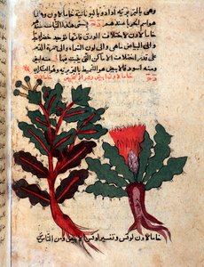 Tıbbi bir herbaryumdan bir sayfa (el yazması by Islamic School