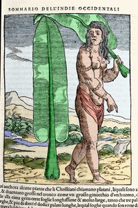 Tütün yaprağının yanında duran bir Batı Hint yerlisi. “” Navigationi ve Viaggi” kitabından gravür, cilt. III, Giovanni Battista Ramusio (1485-1557), Venedik 1565. by Italian School