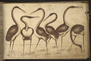 Ekle. 82955, f.110 Kuşlar.   , Historia Animalium