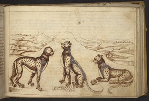 Ekle. 82955, f.170 Panter (