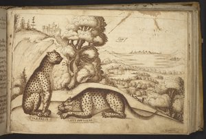 Ekle. 82955, f.176 Leoparlar (