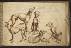 Ekle. 82955, f.206 Farklı cins köpekler (