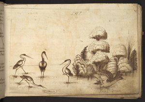 Ekle. 82955, f.26 Historia Animalium