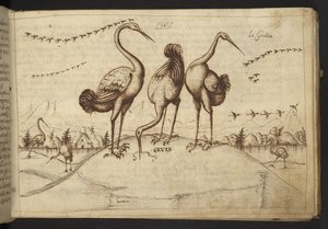Ekle. 82955, f.33 Turnalar (