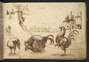 Ekle. 82955, f.37   Tavuklar (