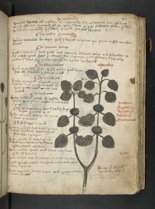 MS 41623 