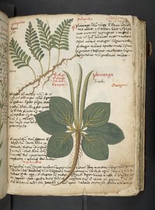 MS 41623 