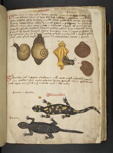 MS 41623 Chiocciole ve Salamandra, 