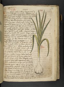 MS 41623 De Allio, 