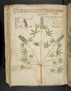 MS 41623 f.101v 