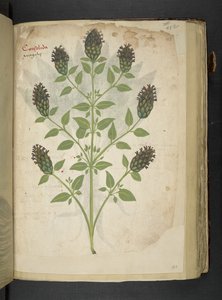 MS 41623 f.103r Consolida, 