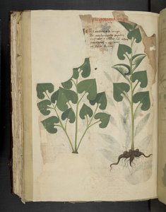 MS 41623 f.104v Anthurium, 