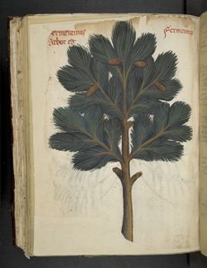 MS 41623 f.111v Çam, bir 
