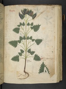 MS 41623 f.115r Nepta, 